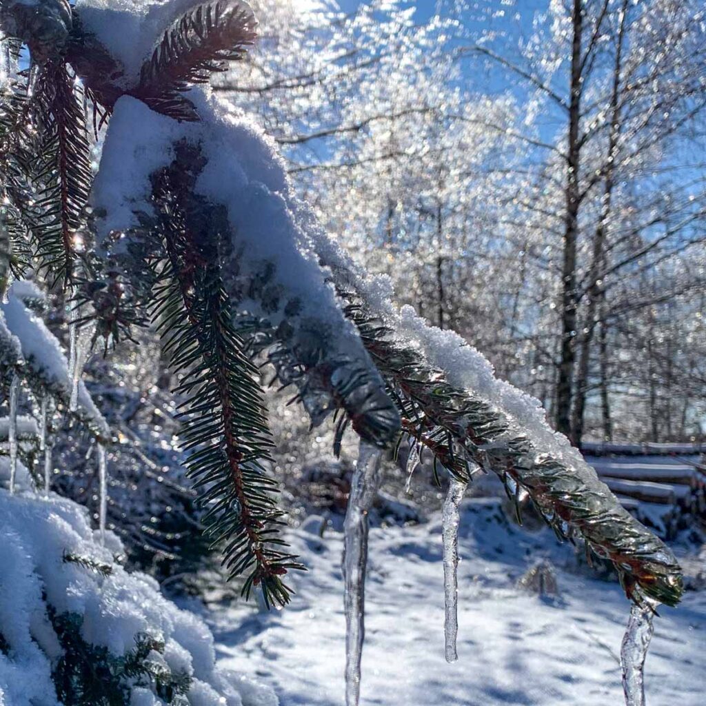 Auf dem Bild sind ein Tannenzeigt. Er ist voller Schnee und Eis. Es ist Winter und es liegt Schnee. Es ist ein sonniger Wintertag