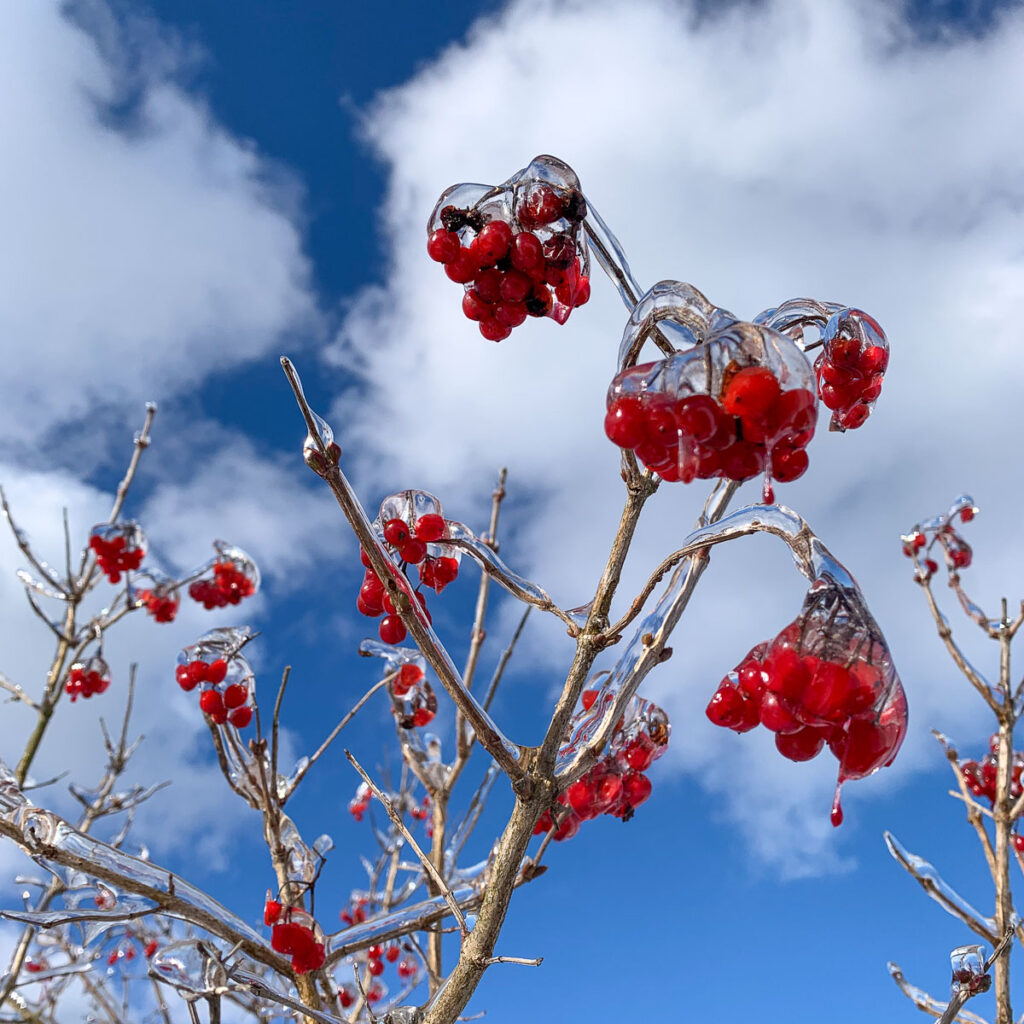 Das Bild zeigt Beeren an einem Busch. Sie sind vereist. Es ist ein sonniger Wintertag.