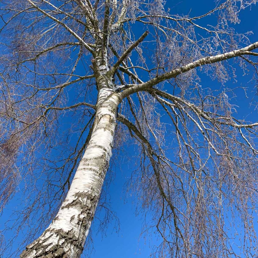 Das Bild zeigt eine hohe Birke. Sie ist vereist. Es ist ein sonniger Wintertag