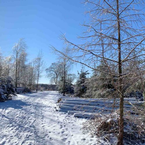 Das Bild zeigt einen Waldweg. Es liegt Schnee. Die Sonne scheint. Es ist ein schöner Wintertag.